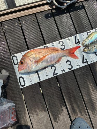 マダイの釣果