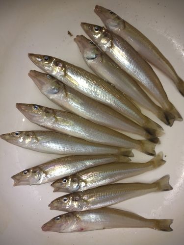 シロギスの釣果