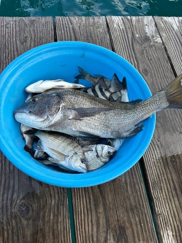 チヌの釣果