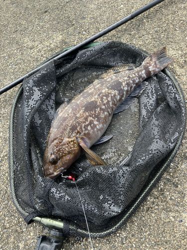アイナメの釣果