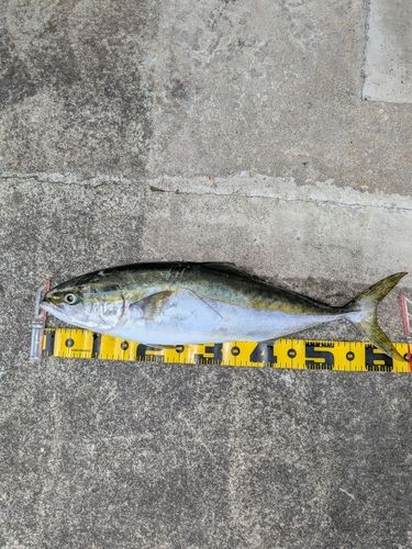 ワラサの釣果