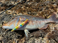 ハマフエフキの釣果