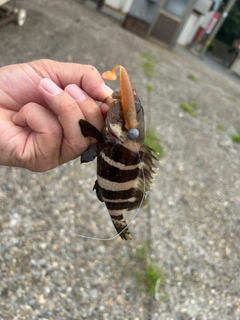 アオハタの釣果