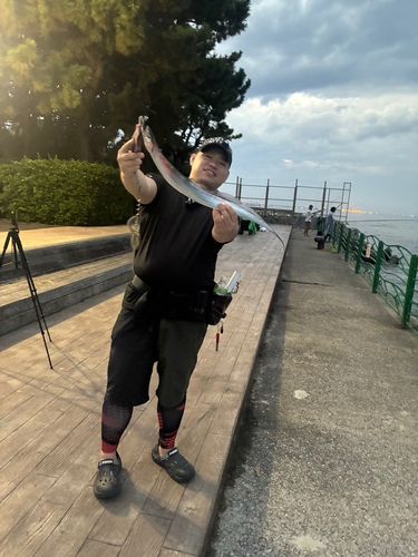 タチウオの釣果