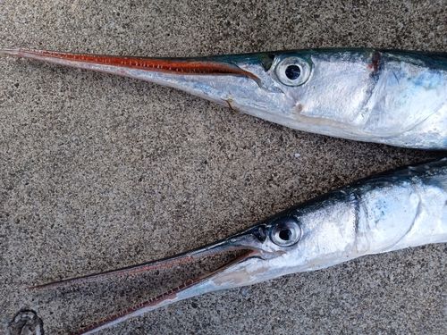 ダツの釣果