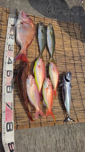 マダイの釣果