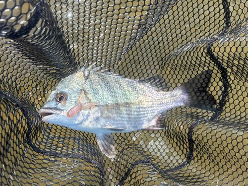 キビレの釣果