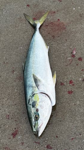 ワラサの釣果