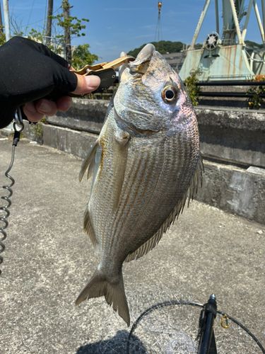 ヘダイの釣果