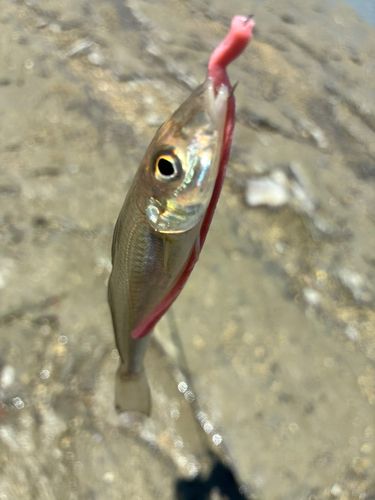 キスの釣果