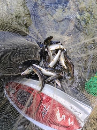 アユの釣果