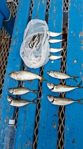 コノシロの釣果