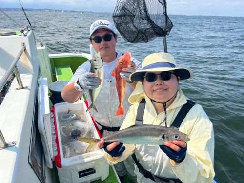 マアジの釣果