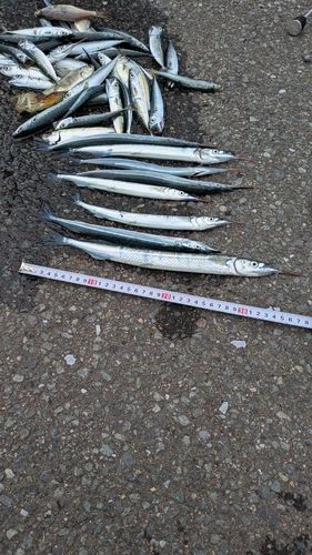 サヨリの釣果