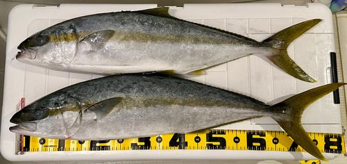 ヒラマサの釣果