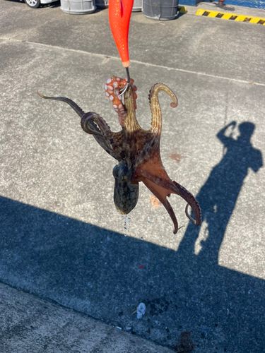 マダコの釣果