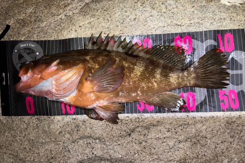 アコウの釣果