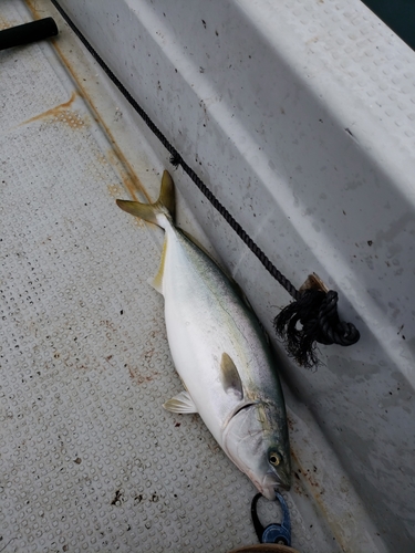 ハマチの釣果