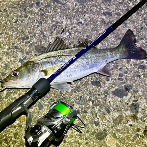 セイゴ（マルスズキ）の釣果