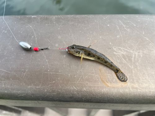 ハゼの釣果