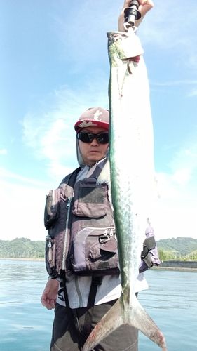 サワラの釣果