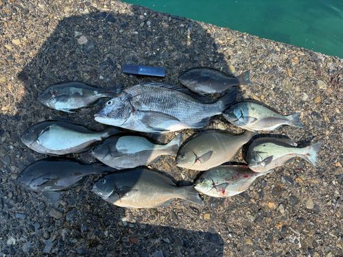 グレの釣果