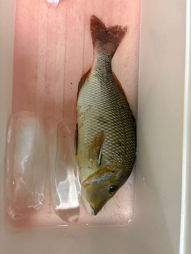 タマンの釣果