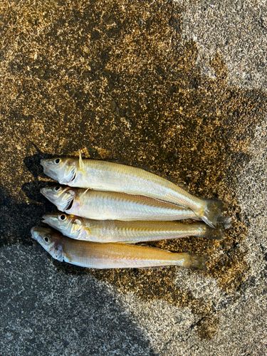 キスの釣果