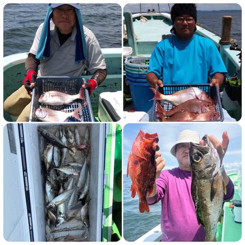 マダイの釣果