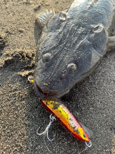 マゴチの釣果