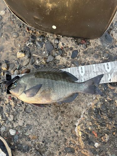 グレの釣果