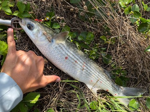 ボラの釣果