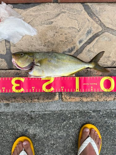 ショゴの釣果