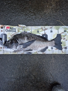 クロダイの釣果