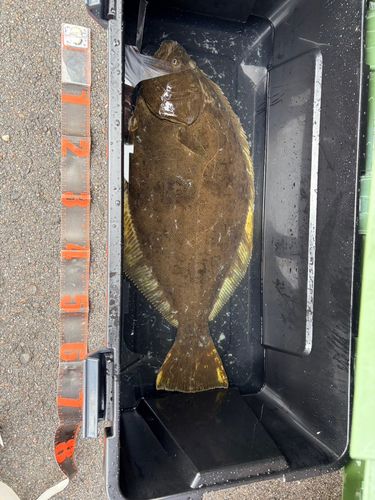 ヒラメの釣果