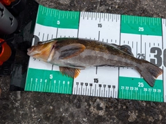 アイナメの釣果