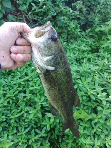 ラージマウスバスの釣果