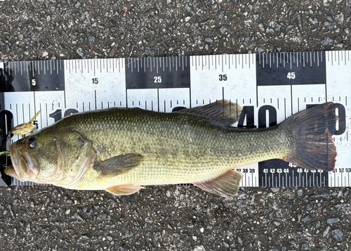 ライギョの釣果