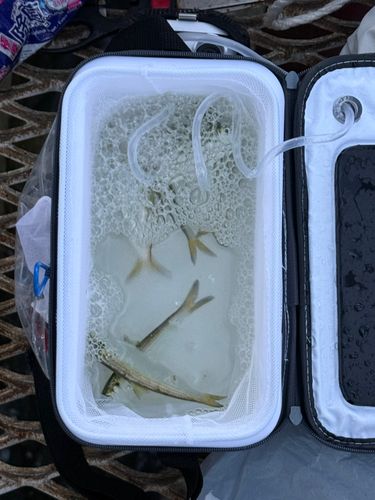 サッパの釣果