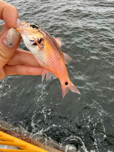 ネンブツダイの釣果