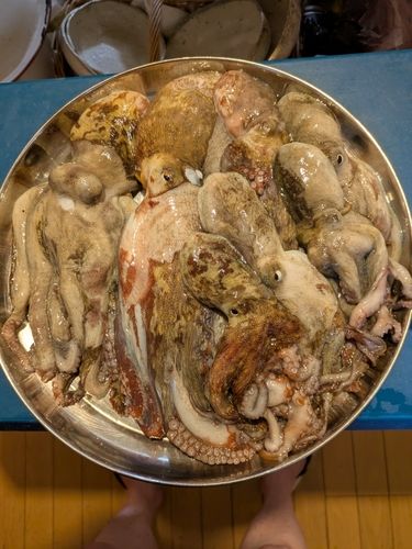 マダコの釣果