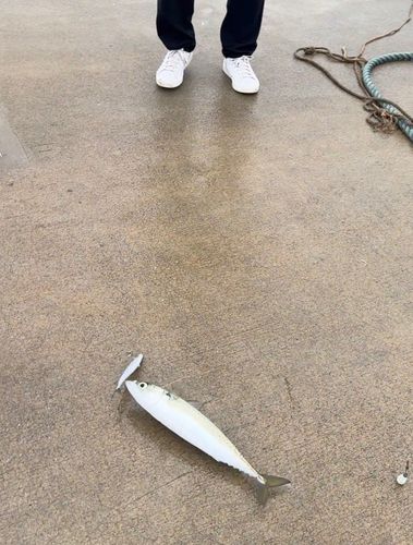 サバの釣果