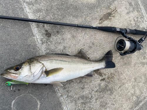 シーバスの釣果