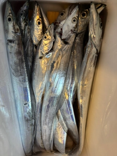 タチウオの釣果