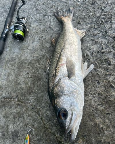 シーバスの釣果