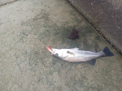 セイゴ（マルスズキ）の釣果