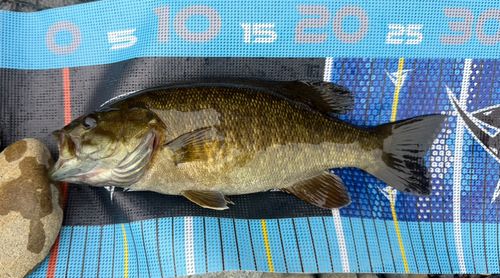 スモールマウスバスの釣果
