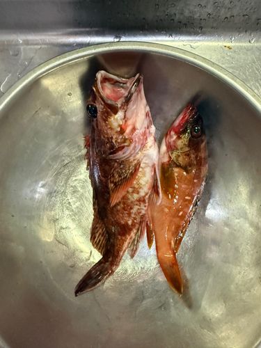 カサゴの釣果