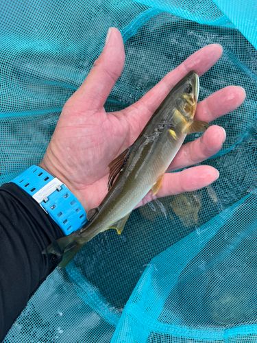アユの釣果