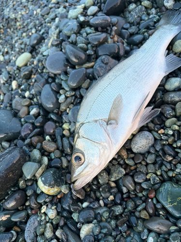 セイゴ（ヒラスズキ）の釣果